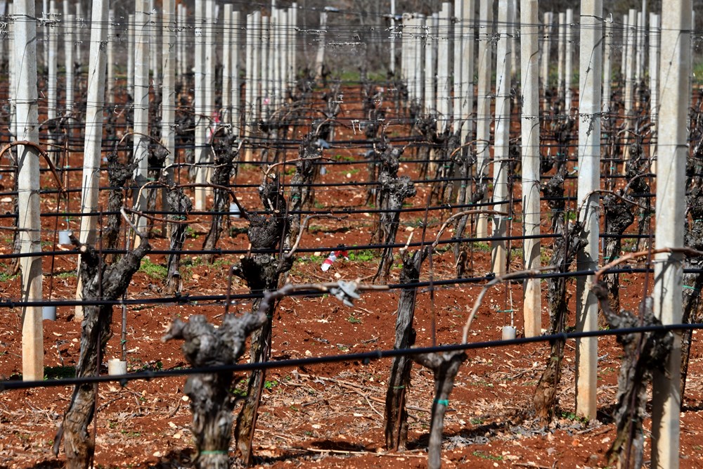 U vinogradu koji se prostire na 3 i pol hektara nema upotrebe herbicida